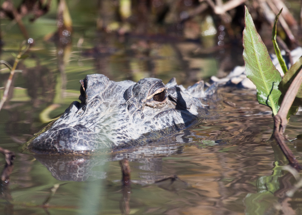 #19. Louisiana